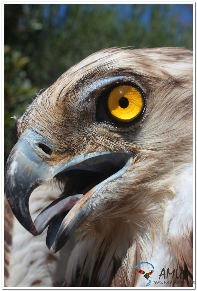 Águila Culebrera (Circaetus gallicus)