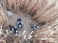 Pollos de aguilucho cenizo en su nido