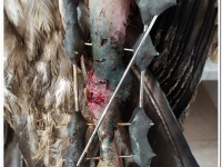 15/12/19: Un equipo de AMUS en colaboración con el hospital veterinario Bodión, asumía un nuevo reto quirúrgico. Flamadel, un Quebrantahuesos rescatado de pollo del pirineo francés ante una fractura de una de sus patas.