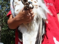 Águila culebrera ingresada a causa de varios impactos de perdigón, por disparo. Julio 2017
