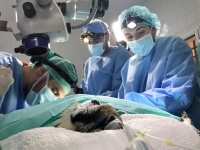 Equipo veterinario del proyecto en proceso quirúrgico a este ejemplar de quebrantahuesos