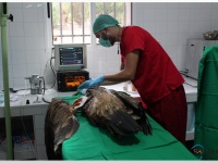 Equipo veterinario del proyecto en el proceso quirúrgico a este ejemplar de buitre leonado: implantar el fragmento óseo de un donante en una animal vivo.