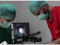 El equipo veterinario del proyecto en el proceso quirúrgico a este ejemplar de buitre leonado.