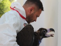 VCF (Vulture conservation Foundation) recogía del Hospital de AMUS varios ejemplares de Buitre negro para el proyecto 