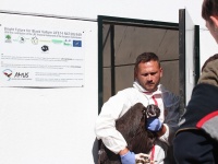 VCF (Vulture conservation Foundation) recogía del Hospital de AMUS varios ejemplares de Buitre negro para el proyecto 