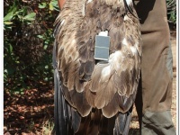 15/09/19: Águila culebrera con emisor GPS/GSM.
