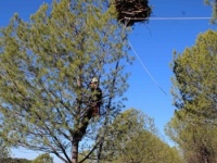 Foto 8: Instalación de una de las plataformas artificiales de nidificación para buitre negro situadas en el campo comunal de Valencia del Mombuey.