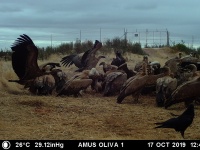 Imagen de buitres leonados, un buitre negro y algún cuervo en el muladar de Oliva de la Frontera.