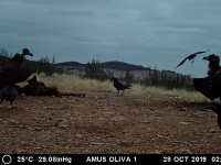 Imagen de la pasada tarde del 28/10/19 del muladar de Oliva, donde pudimos ver a dos buitres negros y unos cuervos.