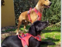  Unida canina de AMUS conformada por estos tres perros que han superado un escrupuloso proceso de selección.