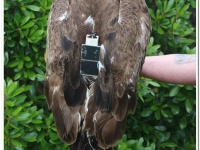 Este águila ha sido marcada con emisor GPS